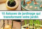 10 Astuces de jardinage qui transforment votre jardin