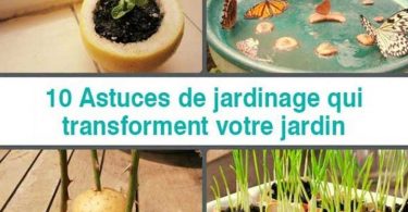 10 Astuces de jardinage qui transforment votre jardin