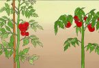 11 astuces pour que vos tomates poussent parfaitement