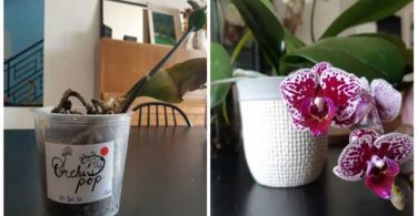 3 CONSEILS SIMPLES ET EFFICACES POUR FAIRE REVIVRE VOS ORCHIDÉES