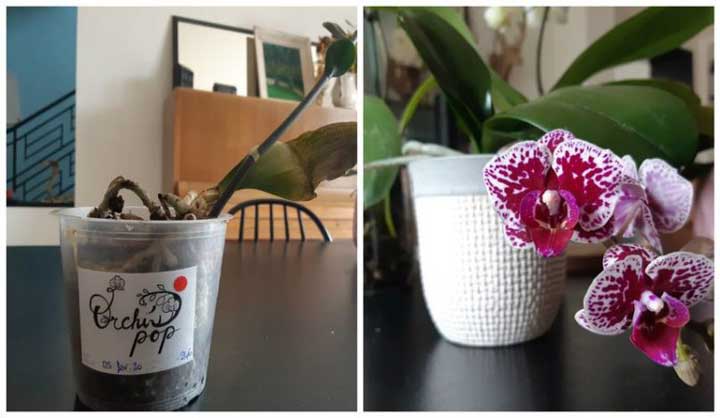 3 CONSEILS SIMPLES ET EFFICACES POUR FAIRE REVIVRE VOS ORCHIDÉES