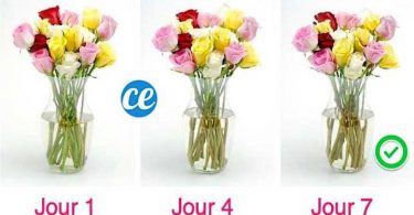 Comment Faire Durer Un Bouquet Plus Longtemps ? L