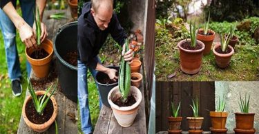 Comment cultiver de l’aloe vera à la maison et quels sont ses bienfaits