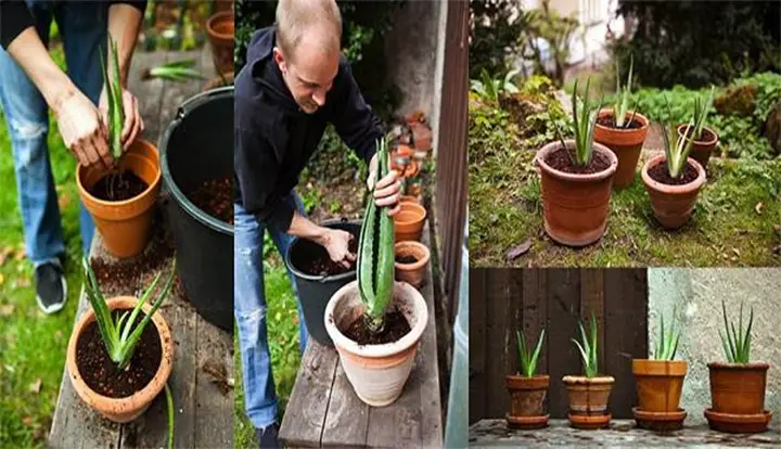 Comment cultiver de l’aloe vera à la maison et quels sont ses bienfaits