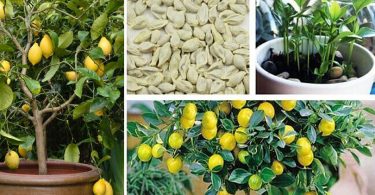 Comment faire germer des graines de citron pour obtenir un arbre magnifique dans votre jardin