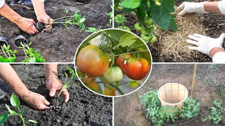 LES TOMATES COMMENT FAIRE POUSSER ENTRE 15 ET 30 KILOS PAR PIED, 10 ÉTAPES SIMPLES