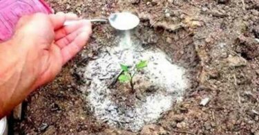Le bicarbonate de soude est le meilleur ami du jardinier