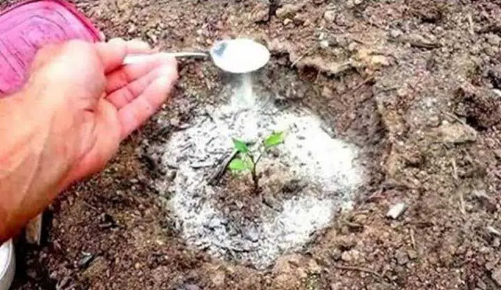 Le bicarbonate de soude est le meilleur ami du jardinier