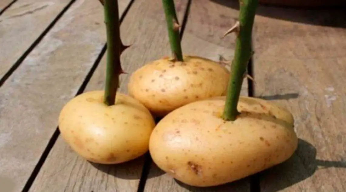 Obtenez un rosier à partir d’une tige de rose et d’une pomme de terre