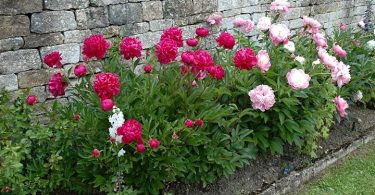 PLANTER DES PIVOINES OU, QUAND ET COMMENT ?