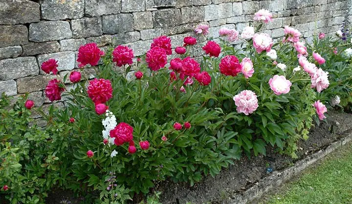 PLANTER DES PIVOINES OU, QUAND ET COMMENT ?