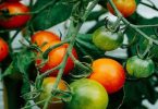 TOMATES : 7 ENGRAIS NATURELS À ENFOUIR DANS LE SOL POUR RÉUSSIR SES PLANTS