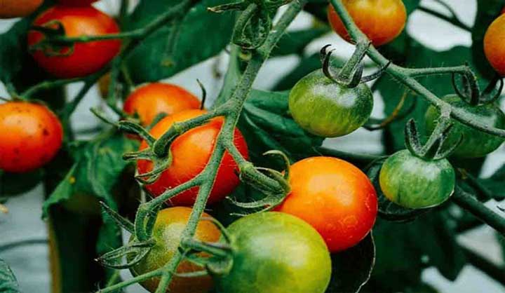 TOMATES : 7 ENGRAIS NATURELS À ENFOUIR DANS LE SOL POUR RÉUSSIR SES PLANTS