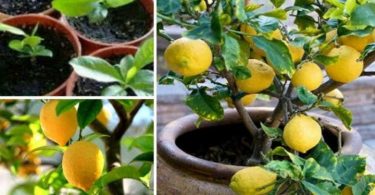 Voici comment faire pousser des citrons en illimité chez vous en utilisant une graine