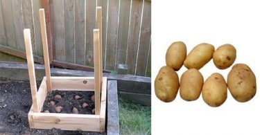 Voici comment récolter 45 kg de pommes de terre dans 1 m² !