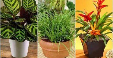 17 Plantes d'Intérieur Qui Poussent SANS Lumière du Soleil.