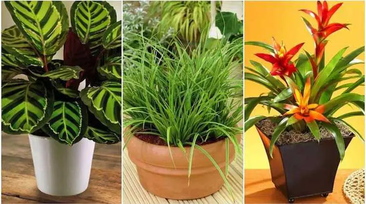 17 Plantes d'Intérieur Qui Poussent SANS Lumière du Soleil.