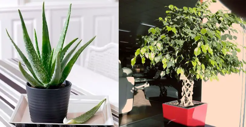 5 plantes à mettre dans la chambre pour passer une nuit agréable