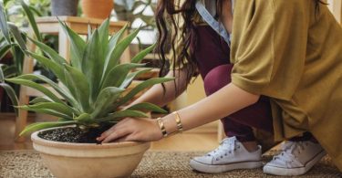 8 plantes que vous devez avoir dans votre chambre à coucher pour vous aider à dormir