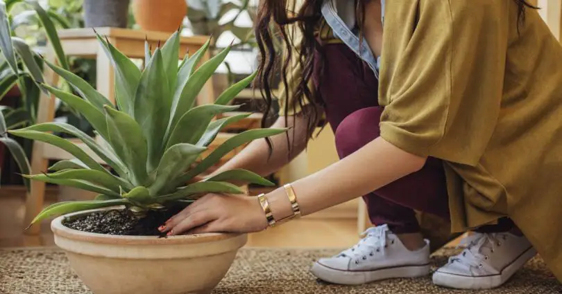 8 plantes que vous devez avoir dans votre chambre à coucher pour vous aider à dormir