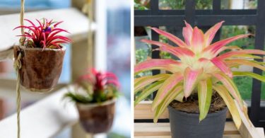 15 Plantes d’intérieur qui sont bonnes pour la santé