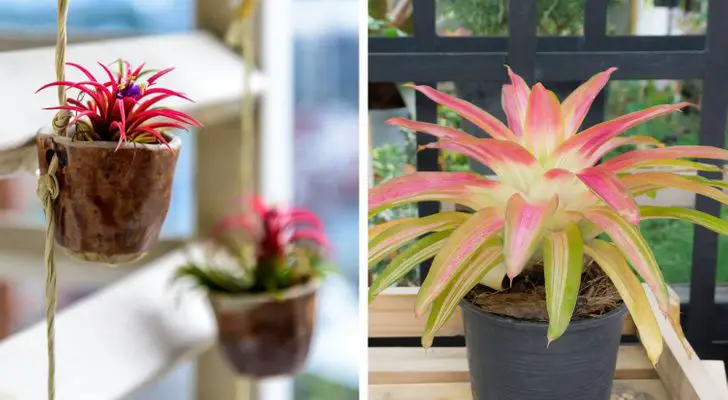 15 Plantes d’intérieur qui sont bonnes pour la santé