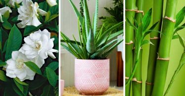 7 plantes pour décorer votre chambre qui favorisent un bon sommeil