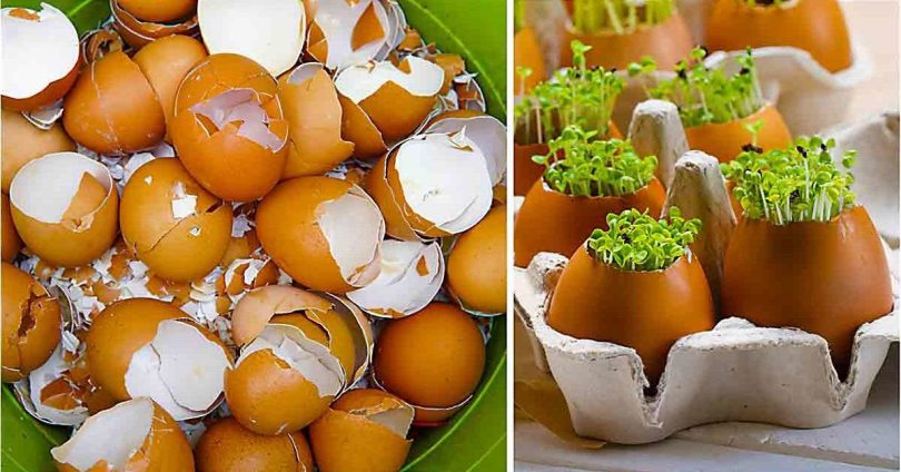 10 façons de réutiliser les coquilles d'œufs - Ôdélices