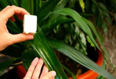 L’astuce de génie pour éliminer la cochenille qui ravage vos plantes
