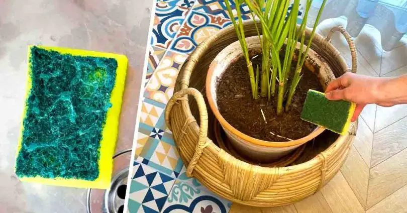 L’astuce de génie pour faire pousser vos plantes plus rapidement