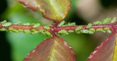 L’Insecticide Naturel Que Tous les Jardiniers Devraient Connaître.