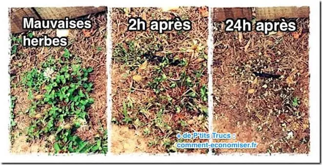 5 Désherbants Faits Maison Que Toutes les Mauvaises Herbes DÉTESTENT.