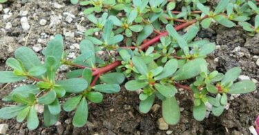 Les Vertus Méconnues du Pourpier dans Votre Jardin : 8 Raisons de Lui Donner Vie !