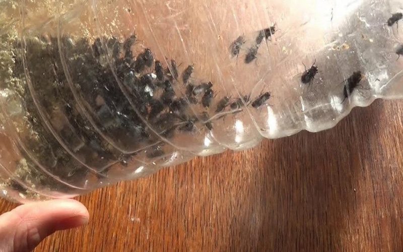 Quelques astuces simples pour vous débarrasser des mouches dans