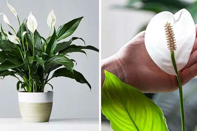 Comment faire épanouir la plante Berceau de Moïse pour qu’elle parfume votre maison