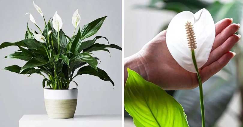 Comment faire épanouir la plante Berceau de Moïse pour qu’elle parfume votre maison