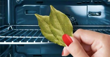 Conseils pour parfumer votre maison avec des feuilles de laurier