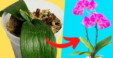 Comment Sauver une Orchidée Mourante ? L’Astuce Pour la Ramener à la Vie en 5 min.