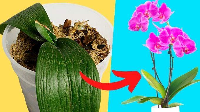 Comment Sauver une Orchidée Mourante ? L’Astuce Pour la Ramener à la Vie en 5 min.