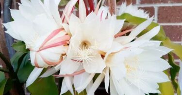 Berceau de Moïse (epiphyllum oxypetalum) : 11 astuces pour l’entretenir et le faire fleurir