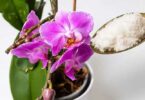 Comment faire refleurir une orchidée avec de la poudre d’ail ?