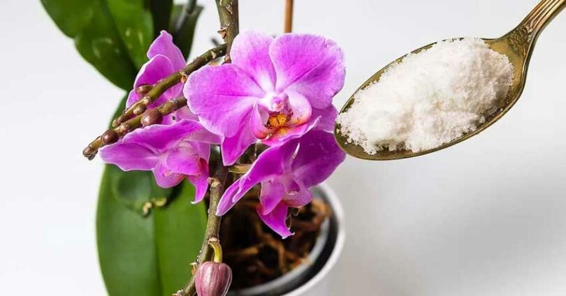 Comment faire refleurir une orchidée avec de la poudre d’ail ?
