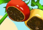 4 astuces pour prévenir la pourriture apicale des tomates