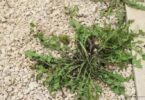 Comment Éliminer Les Mauvaises Herbes Qui Poussent Dans Le Gravier.