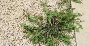 Comment Éliminer Les Mauvaises Herbes Qui Poussent Dans Le Gravier.