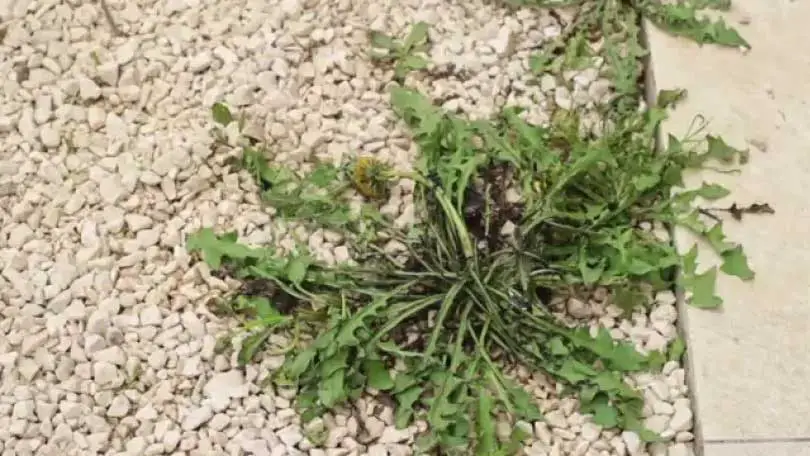 Comment Éliminer Les Mauvaises Herbes Qui Poussent Dans Le Gravier.